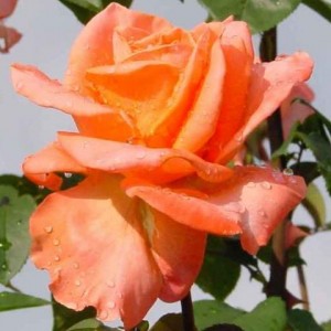 Саженец чайно-гибридной розы Амбассадор