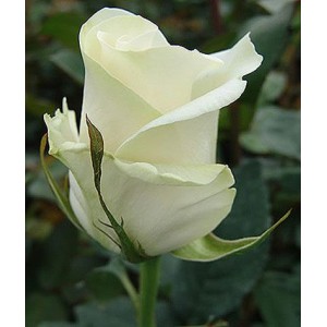 Саженец чайно-гибридной розы Амелия