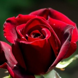 Саженец чайно-гибридной розы Черный принц