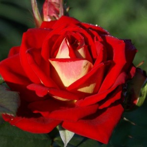 Саженец чайно-гибридной розы Френдшип