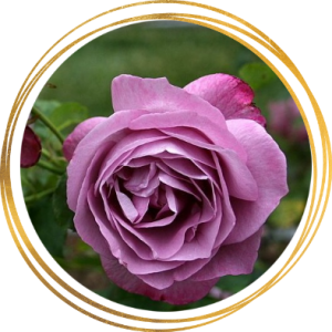 Саженец шраб розы Хаирлум