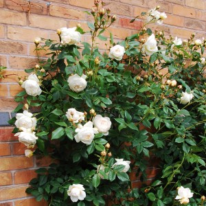 Саженец парковой розы Клэр Остин