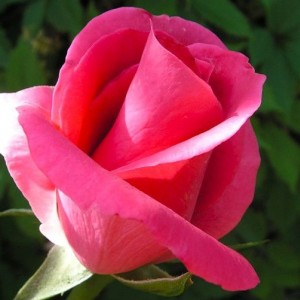 Саженец чайно-гибридной розы Ланком