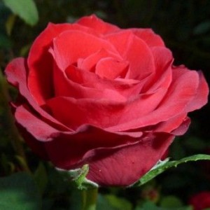 Саженец чайно-гибридной розы Селена