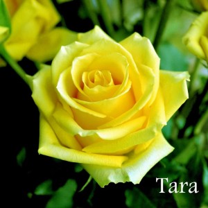 Саженец чайно-гибридной розы Тара