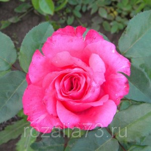 Саженец чайно-гибридной розы Высоцкого или Венроза