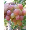 Саженец винограда Азалия (Ранний/Розовый)