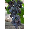 Саженец винограда Байконур (Ранний/Фиолетовый)
