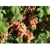 Саженец винограда Ксения-Анжелика (Ранний/Розовый)