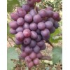 Саженец винограда Подарок Крайнова (Средний/Розовый)