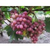 Саженец винограда Рубиновый Юбилей (Ранний/Розовый)