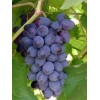 Саженец винограда Юпитер - Кишмиш (Ранний/Фиолетовый)