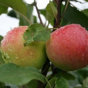 Саженец яблони Мантет (Mantet)