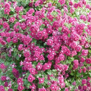 Клематис Пурпуреа Плена Элеганс (Plena Elegans) мелкоцветковый