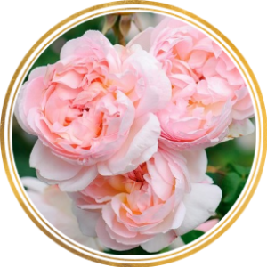 Комплект из 3-х штамбовых роз Шарифа Асма (Sharifa Asma)