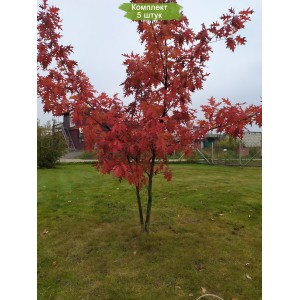 Саженцы дуба Красный 100-150 см -  5 шт.