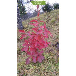 Саженцы дуба Красный 40-60 см -  5 шт.