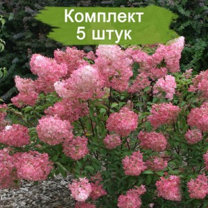 Саженцы гортензии метельчатой Пинк Леди (Pink Lady) -  5 шт.