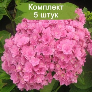 Саженцы гортензии крупнолистной Романс пинк (Romance Pink) -  5 шт.