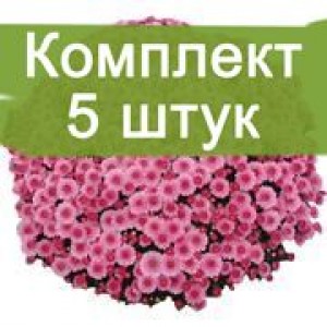 Комплект 5шт / Хризантема Черил пинк (Мультифлора/Сиреневая)