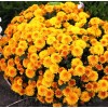 Саженцы хризантемы мультифлора Элиса (Elisa) (Желтая ) -  5 шт.