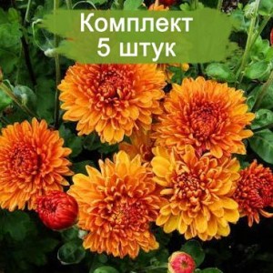 Комплект 5шт / Хризантема Каштанка (Среднецветковая/Оранжевая)