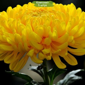 Комплект 5шт / Хризантема Мираж (Крупноцветковая/Желтая)