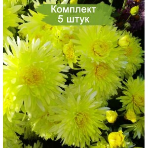 Саженцы хризантемы мультифлора Москва желтая (Желтая ) -  5 шт.