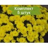 Саженцы хризантемы мультифлора Пауло Еллоу (Paularo Yellow) (Желтая ) -  5 шт.