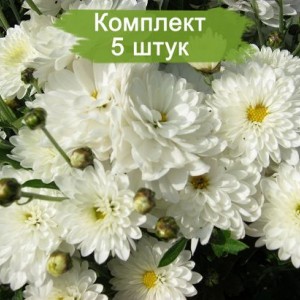 Саженцы хризантемы мультифлора Пауло Уайт (Paularo White) (Белая ) -  5 шт.