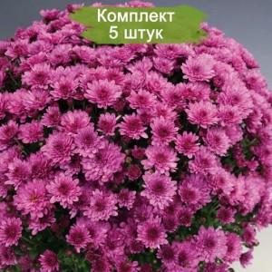 Саженцы хризантемы мультифлора Розанна (Rosanna) (Сиреневая ) -  5 шт.