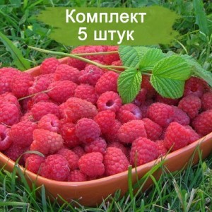 Саженцы малины Киржач (Красная) -  5 шт.