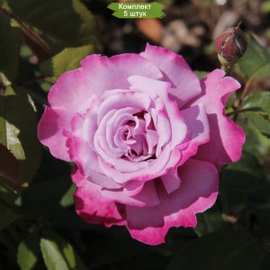 Саженцы чайно-гибридной розы Аметист (Ametista) -  5 шт.