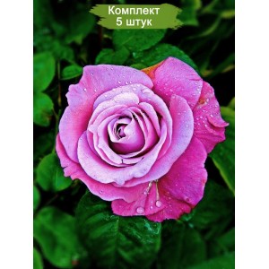 Саженцы чайно-гибридной розы Блю Парфюм (Blue Parfume) -  5 шт.