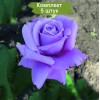 Саженцы чайно-гибридной розы Голубой Нил (Blue Nile) -  5 шт.