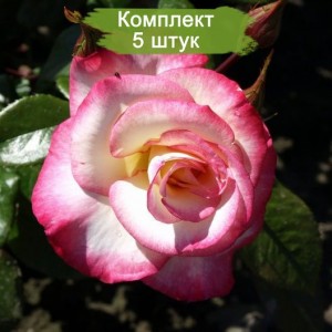 Саженцы плетистой розы Хендель (Handel) -  5 шт.