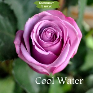 Саженцы чайно-гибридной розы Кул Вотер (Cool Water) -  5 шт.