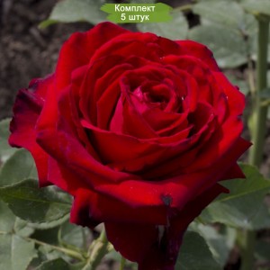 Саженцы чайно-гибридной розы Лавли Ред (Lovely Red) -  5 шт.