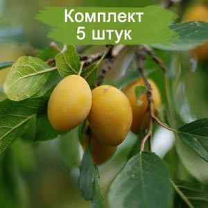 Саженцы ранней желтой сливы Яхонтовая -  5 шт.