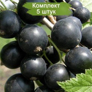 Саженцы черной смородины Чёрный жемчуг -  5 шт.