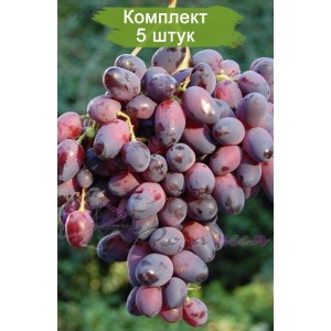Саженцы винограда Красотка (Ранний/Фиолетовый) -  5 шт.