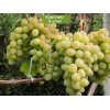 Саженцы винограда Ланселот - Кишмиш (Средний/Белый) -  5 шт.