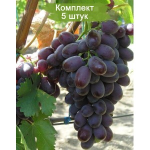 Саженцы винограда Шоколадный (Поздний/Красный) -  5 шт.