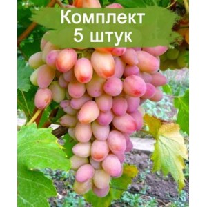 Саженцы винограда Ух-Ты - Шамаханская Царица (Ранний/Белый) -  5 шт.