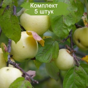 Саженцы яблони Антоновка -  5 шт.