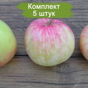 Саженцы яблони Грушовка Московская -  5 шт.