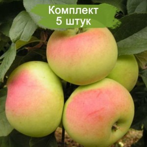 Саженцы яблони Имрус (Imrus) -  5 шт.