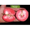 Яблоня красномясая Калипсо (Calypso) -  5 шт.