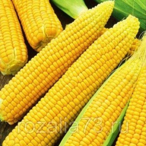 Кукуруза Лакомка сахарная Арт. 5258 | Семена
