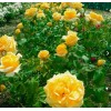 Роза Голден Моника (чайно-гибридная): фото и описание